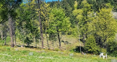 Black Owl Farm Overlook